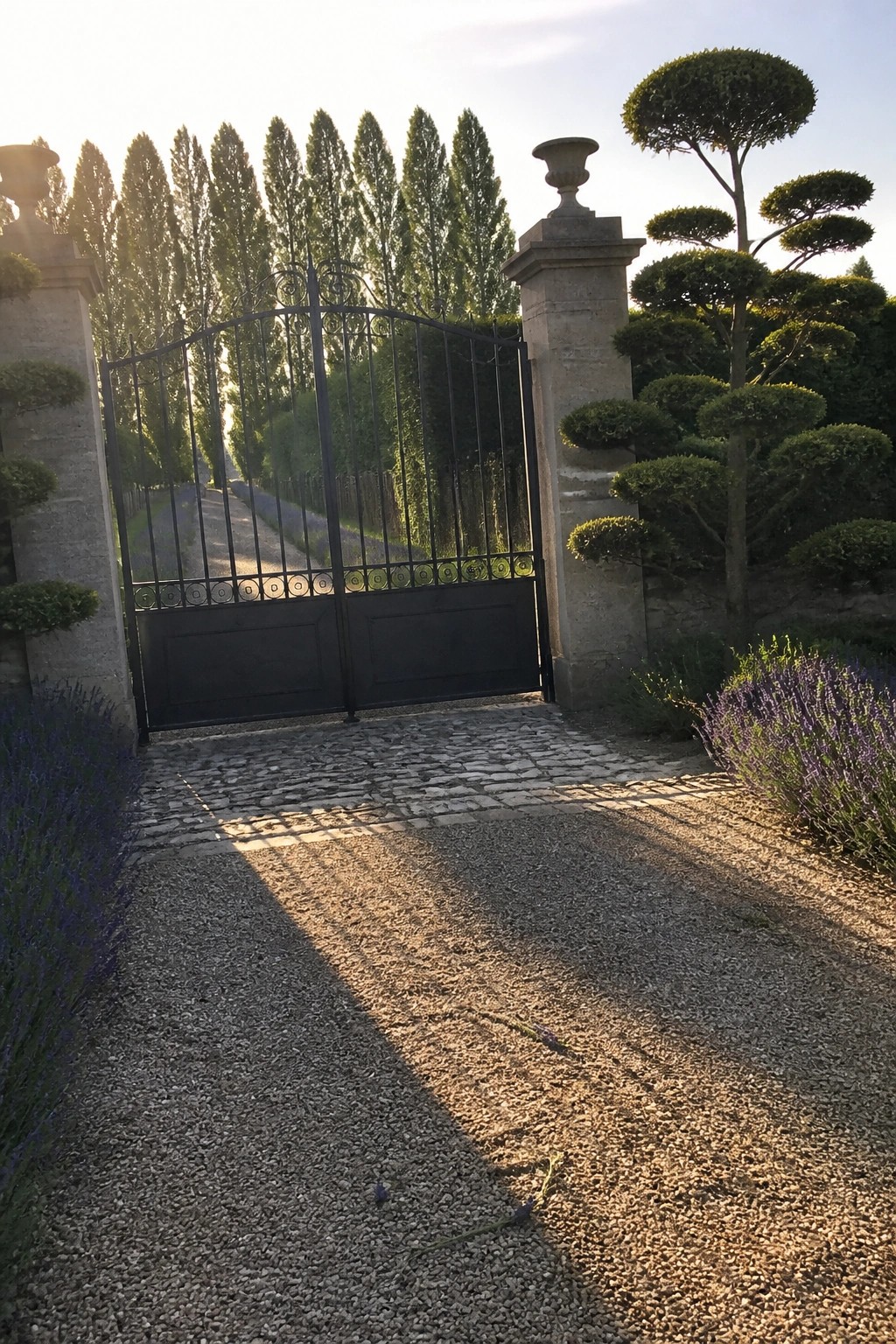 A black metal gate stands open between two stone pillars at the start of a gravel driveway lined with tall trees and lavender.