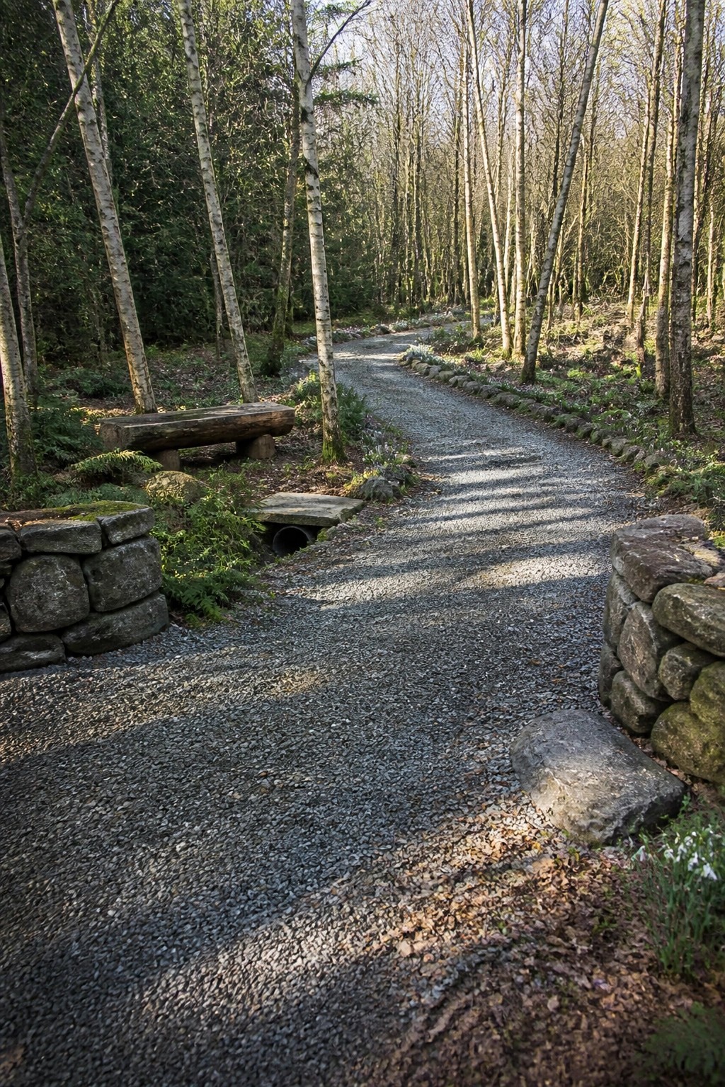 Gravel path curving through sunlit birch forest with wooden bench and stone walls